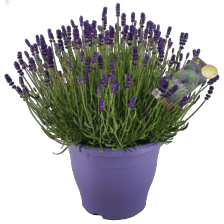 Lavendel